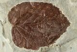 Two Fossil Leaves (Beringiaphyllum) with Insect Predation! - Montana #201336-1